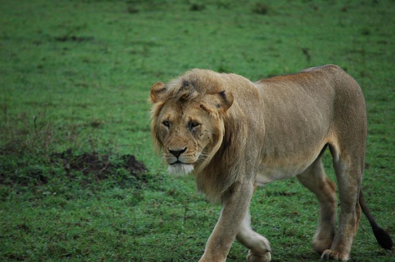 Lion walking.JPG